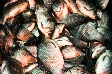 catch carp on winter fishing