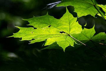 bright green maple leaf on a dark background in the sunlight. Contrast dark background