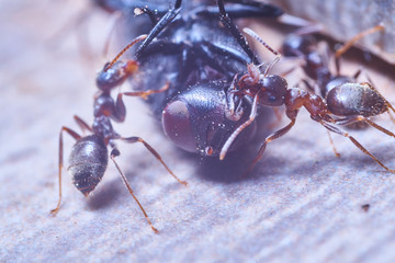 Ants attack a fly and try to put it in the anthill
