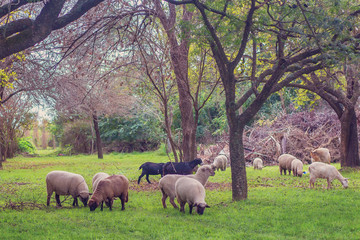 flock of sheep and goats grazing