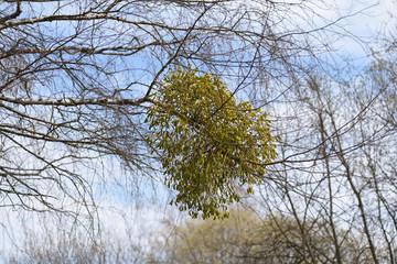 mistletoe at a birch tree in spring