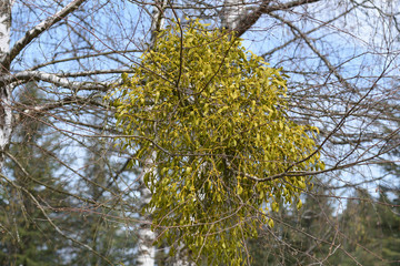 mistletoe at a birch tree in spring