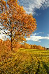 Autumn nature with blue sky