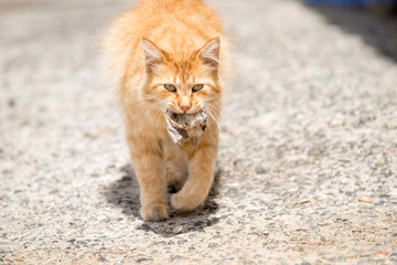 Search Photos Birder