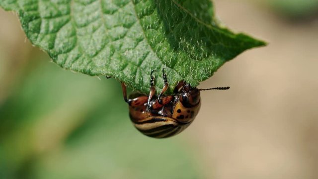 Colorado Potato Beetle (Leptinotarsa decemlineata) - (4K)