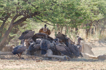 Weißrückengeier (Gyps africanus) Namibia