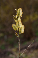 blossom of a willow in back lit