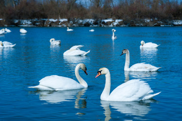 White swans swimming in river water in the early spring. Group of beautiful white swans in the blue water.