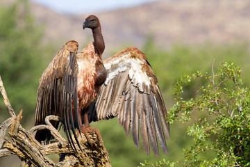 Weißrückengeier (Gyps africanus) Namibia