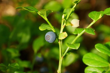 one blue bilberry on a green stalk of a bush with leaves