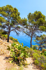 Cacti on sea cliff near Cala Giverola, most beautiful beach on Costa Brava, Spain