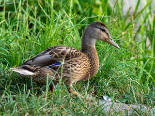 kaczka © Henryk Olszewski