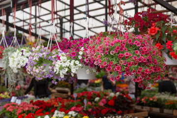 Fototapeta na wymiar Variety of plants and flowers at local city flower market, Riga, Latvia