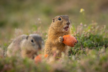 Small and lovely ground squirrel on a meadow among flowers during warm spring sunset. Acting like surprised, always looking for something to eat. Peaceful, relaxing, amazing and small funny mammal.