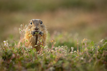 Small and lovely ground squirrel on a meadow among flowers during warm spring sunset. Acting like surprised, always looking for something to eat. Peaceful, relaxing, amazing and small funny mammal. © janstria
