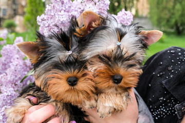 Two little black puppies in female hands