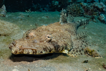 Fish swim in the Red Sea, colorful fish, Eilat Israel