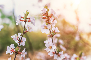 cherry blossoms with white flowers
