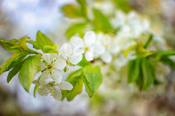 cherry blossoms with white flowers