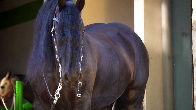 Beautiful Frisian stallion in the lights of sunset light