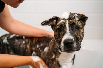 Woman Bathing her American Staffordshire Terrier or the Amstaff dog. Happiness dog taking a bubble bath. - 273744706