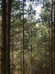 Green and brown textures of the forest