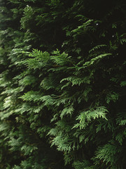 Green leafs pattern and textures background