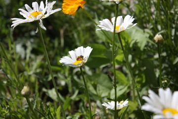 Fototapeta premium Bee on flower