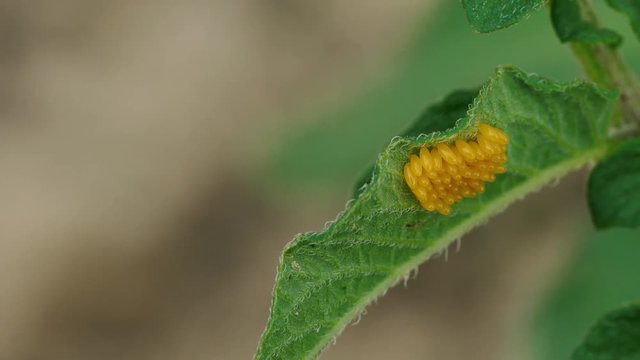 Eggs of Colorado Potato Beetle (Leptinotarsa decemlineata) - (4K)