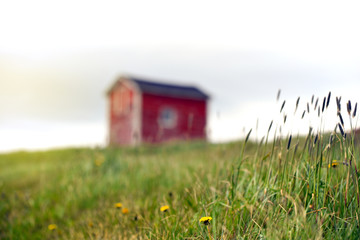 Dandelions and grass growing near tiny red building in Newfoundland countryside