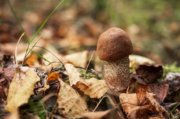 Edible mushrooms on a green background, white mushroom. Collect forest mushrooms.