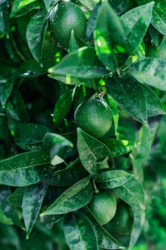 Unripe citrus fruit on branch