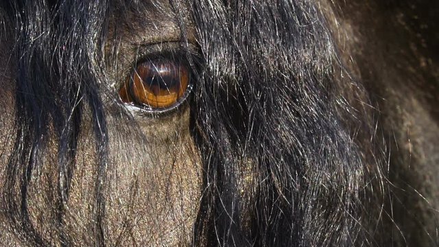 Eye of the frisian horse closeup