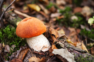 Forest mushrooms with an orange hat in the autumn forest.
