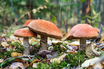 Mushroom season in the forest. Fallen leaves, autumn forest.