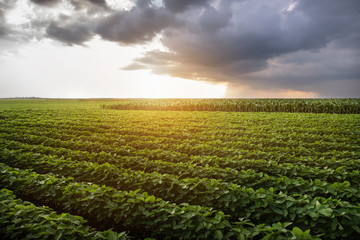 Soybean field at sunset