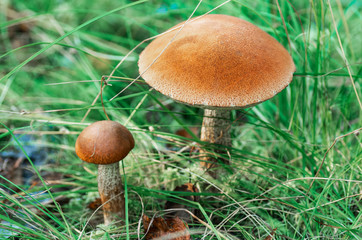 Forest mushrooms in a clearing in green grass.