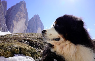 A portrait of the Bernese Mountain Dog, looking away from the camera, mountain peaks in the background. 
