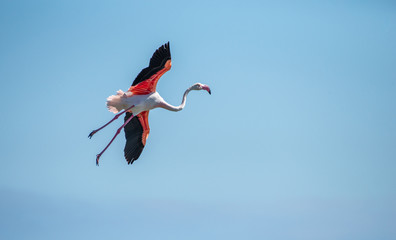 Flamingo em voo