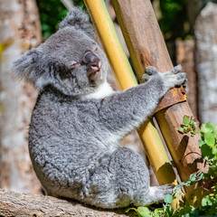 Koala, Phascolarctos cinereus, cute animal climbing on a tree 