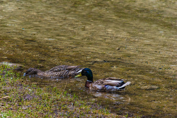 Stockentenpaar im See