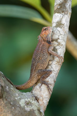 Oriental Garden Lizard - Calotes versicolor or eastern garden lizard, bloodsucker or changeable lizard is an agamid lizard found widely distributed in indo-Malaya