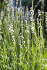 Lavender Flower Buds in Springtime. Close up.