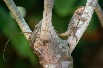 Oriental Garden Lizard - Calotes versicolor or eastern garden lizard, bloodsucker or changeable lizard is an agamid lizard found widely distributed in indo-Malaya