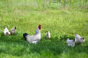 rooster and chickens on green grass. free chicken.