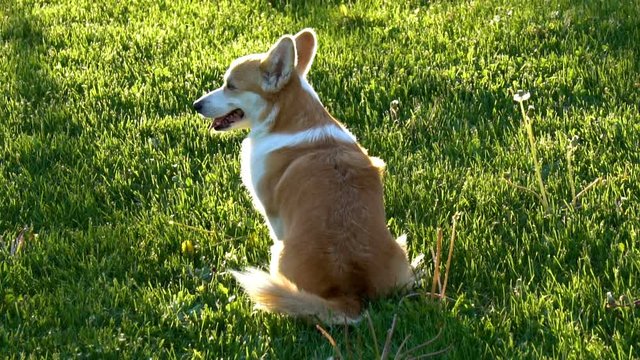 Cute welsh corgi dog is sitting on a lawn and turning back