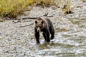 Grizzly Bear (Ursus artos horribilis) on the river bank, British Columbia, Canada