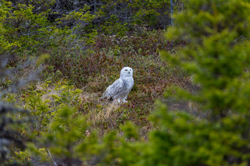 Snowy owl in tundra