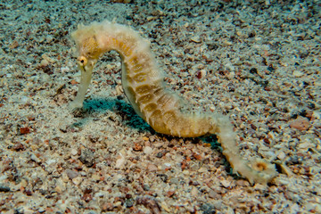 Obraz na płótnie Canvas Sea ​​horse in the Red Sea Colorful and beautiful, Eilat Israel