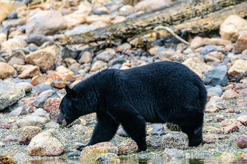 Black Bear (Ursus americanus) on the lake shore in British Columbia, Canada